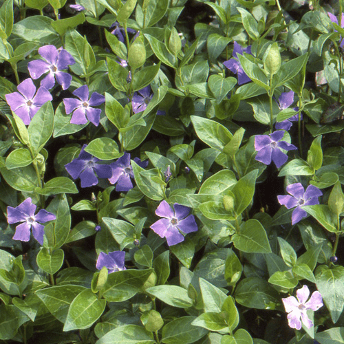 Des images de diffrentes plantes